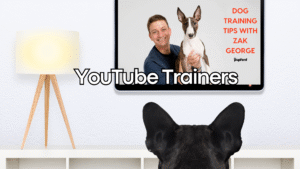YouTube vs. Television: A Dog Training Showdown