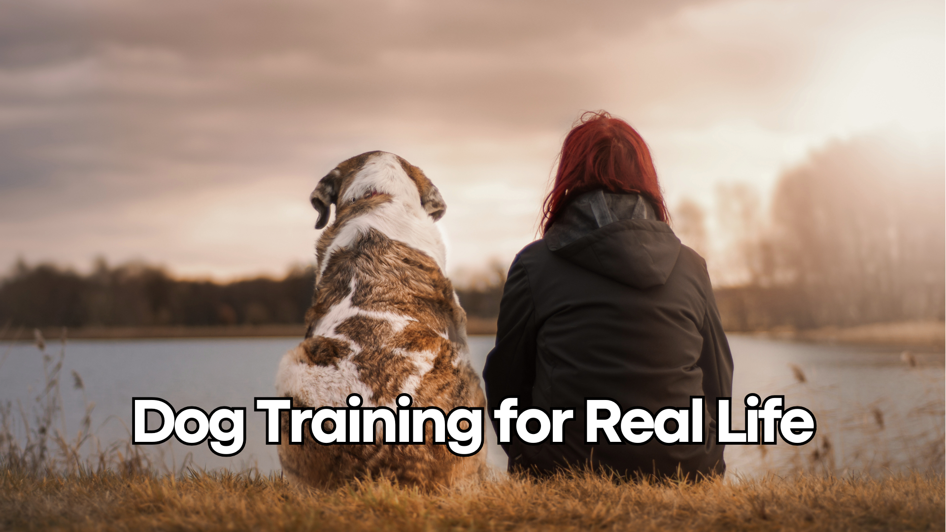 dog training for real life dog works radio