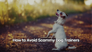 how to avoid scammy dog trainers dog works radio