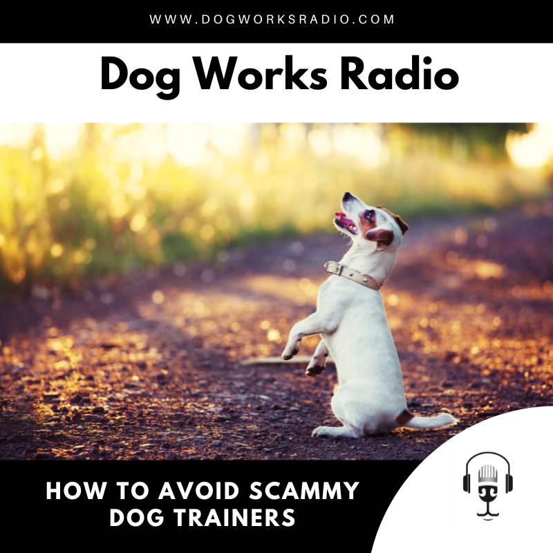 how to avoid scammy dog trainers dog works radio podcast