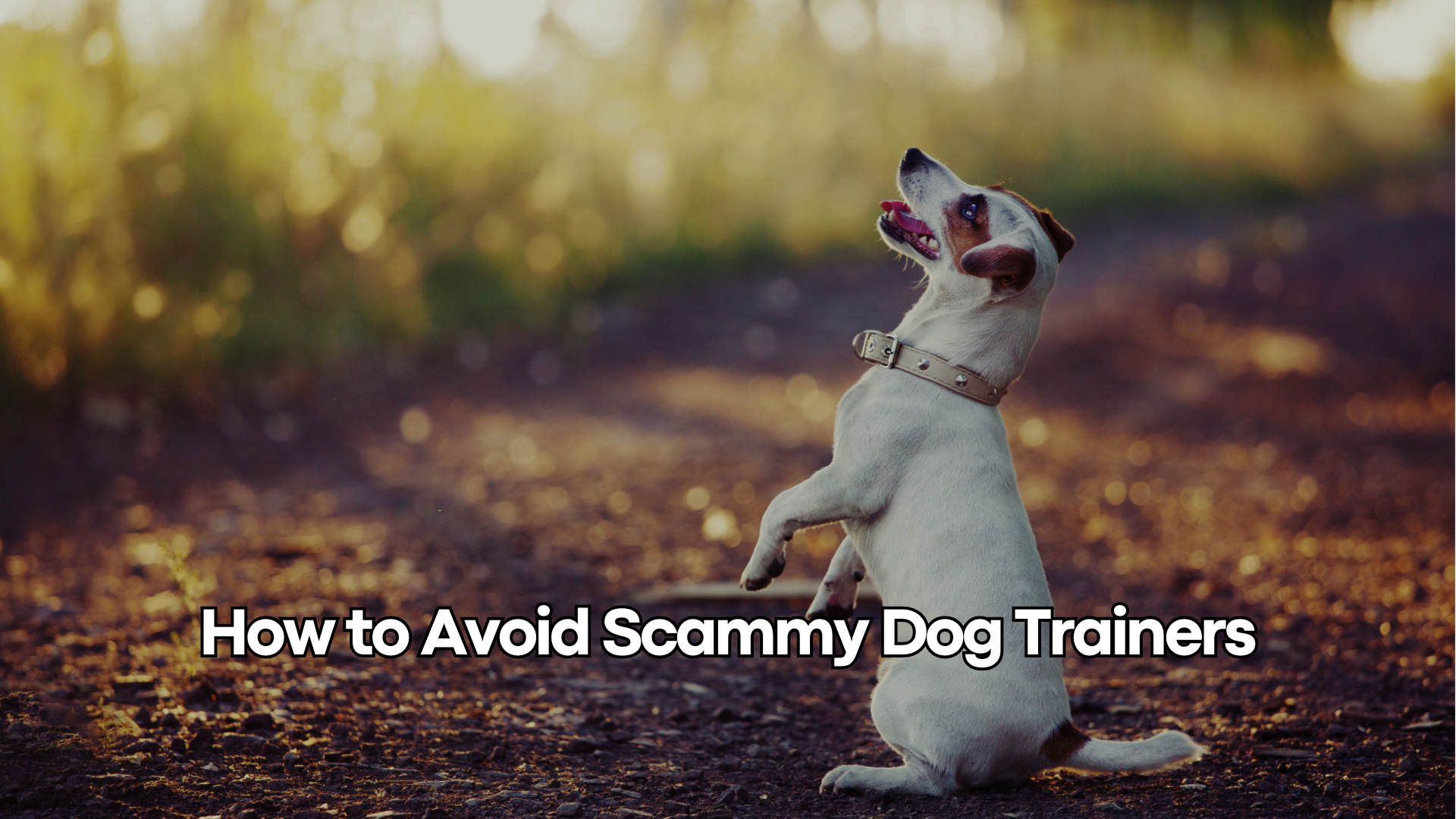 how to avoid scammy dog trainers dog works radio