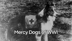 mercy dogs of world war 1