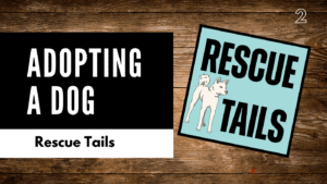 Adopting from South Korea: Inside the Rebel Rescue Process