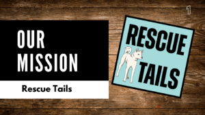 The Story of Rebel Rescue and Its Mission