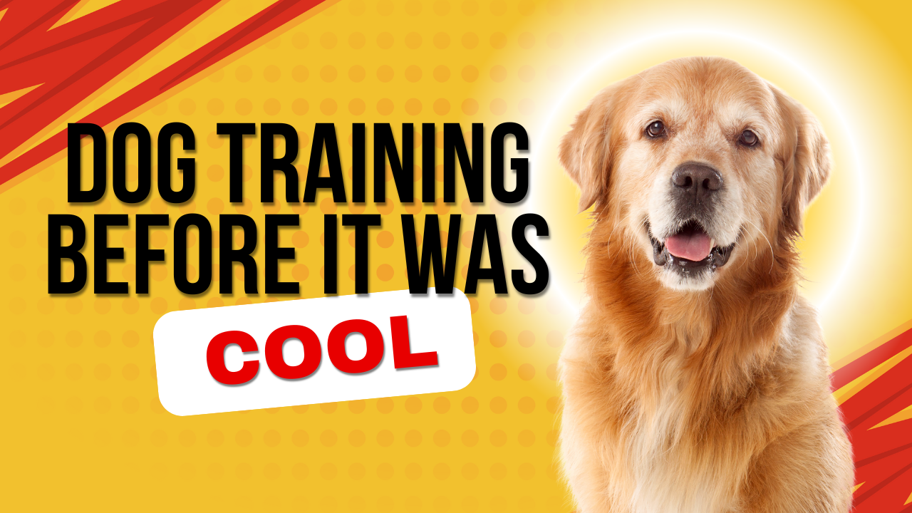 We Were Dog Trainers Before It Was Cool: What 30 Years in the Industry Has Taught Us