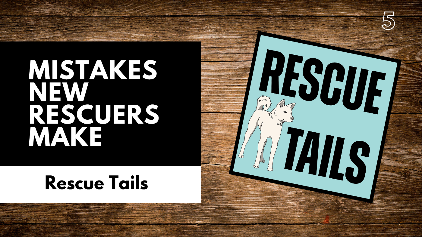 Top 5 Mistakes New Rescue Dog Owners Make (and How to Fix Them)
