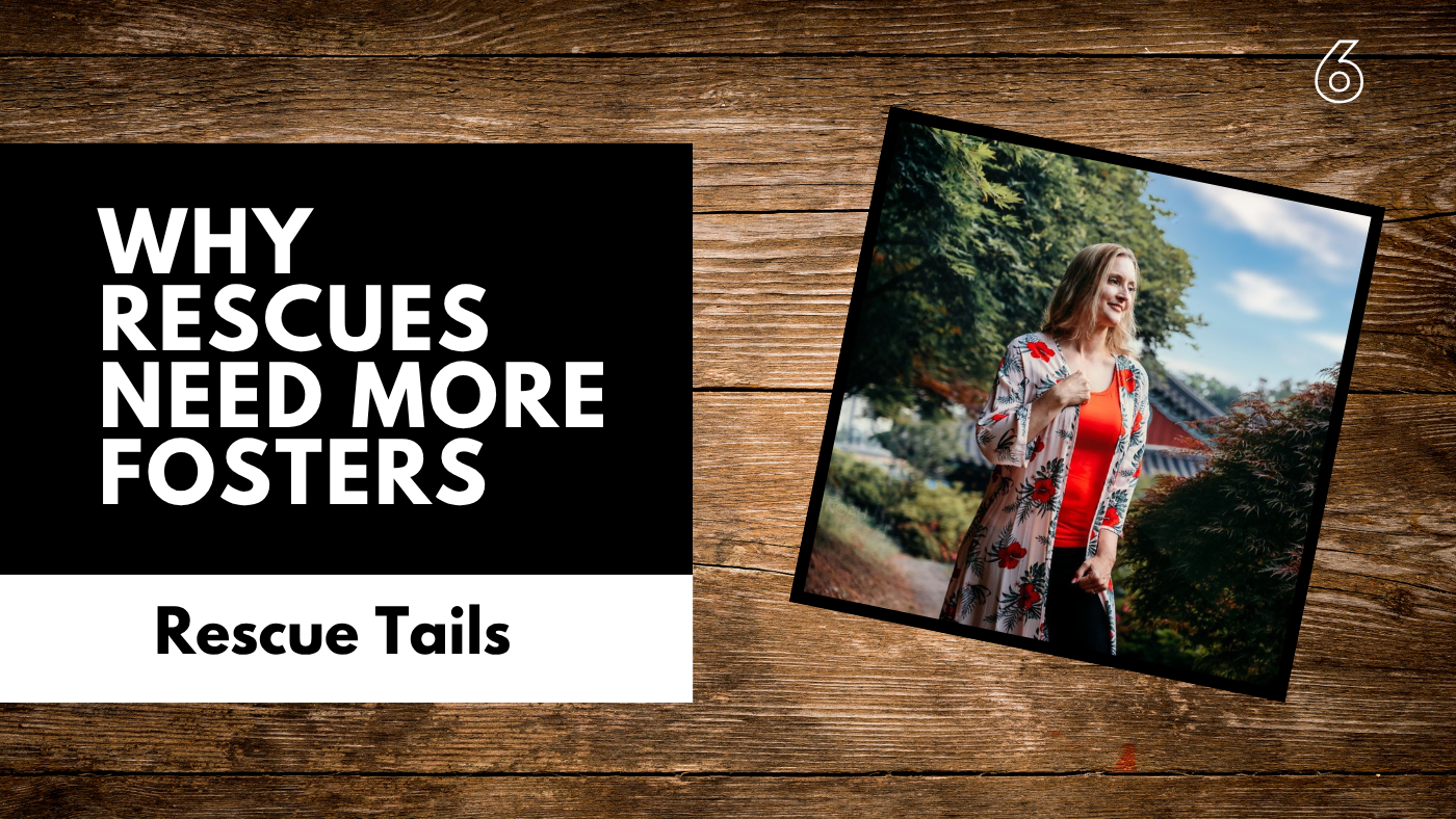 Why Every Rescue Needs More Fosters: A Conversation With Dr. Lisa DeVore