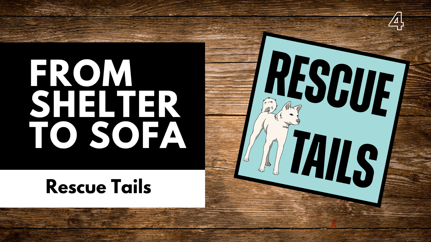 What Makes a Successful Rescue Adoption (and Why Some Fail)