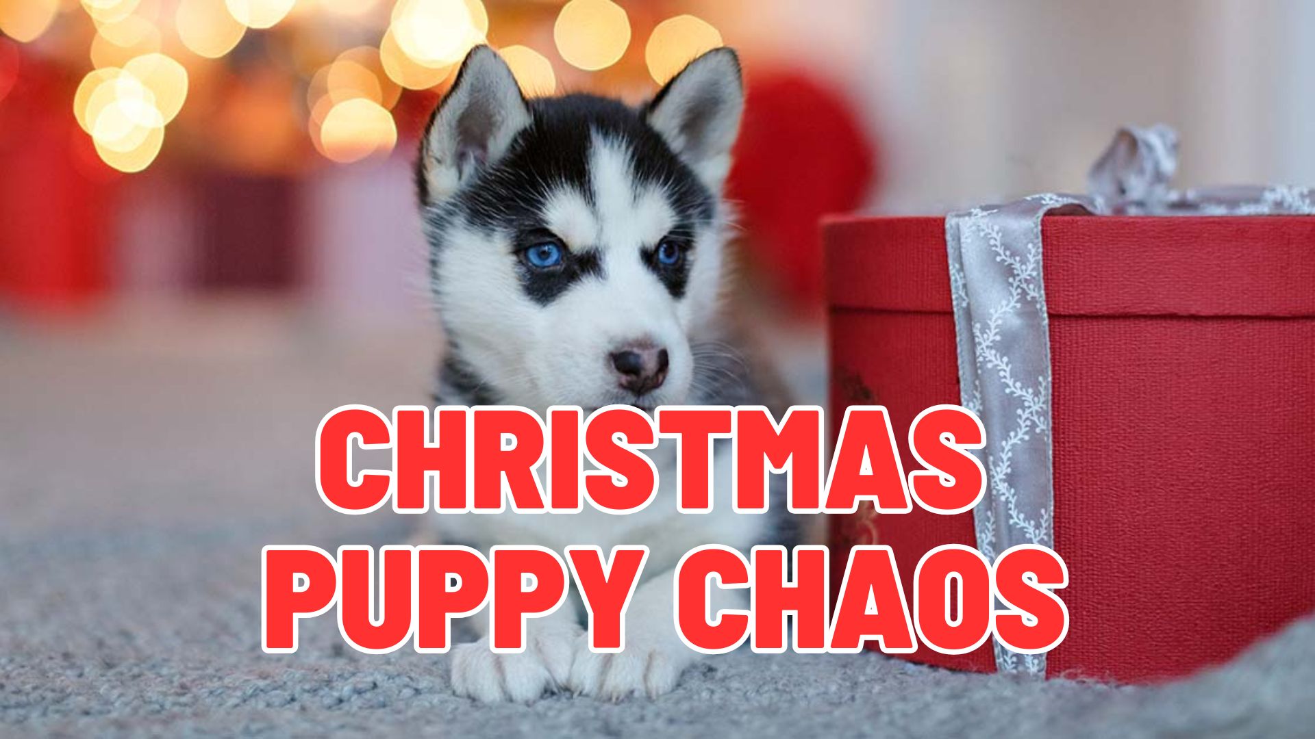 From Cute to Chaos: Why Christmas Puppies Suddenly Change