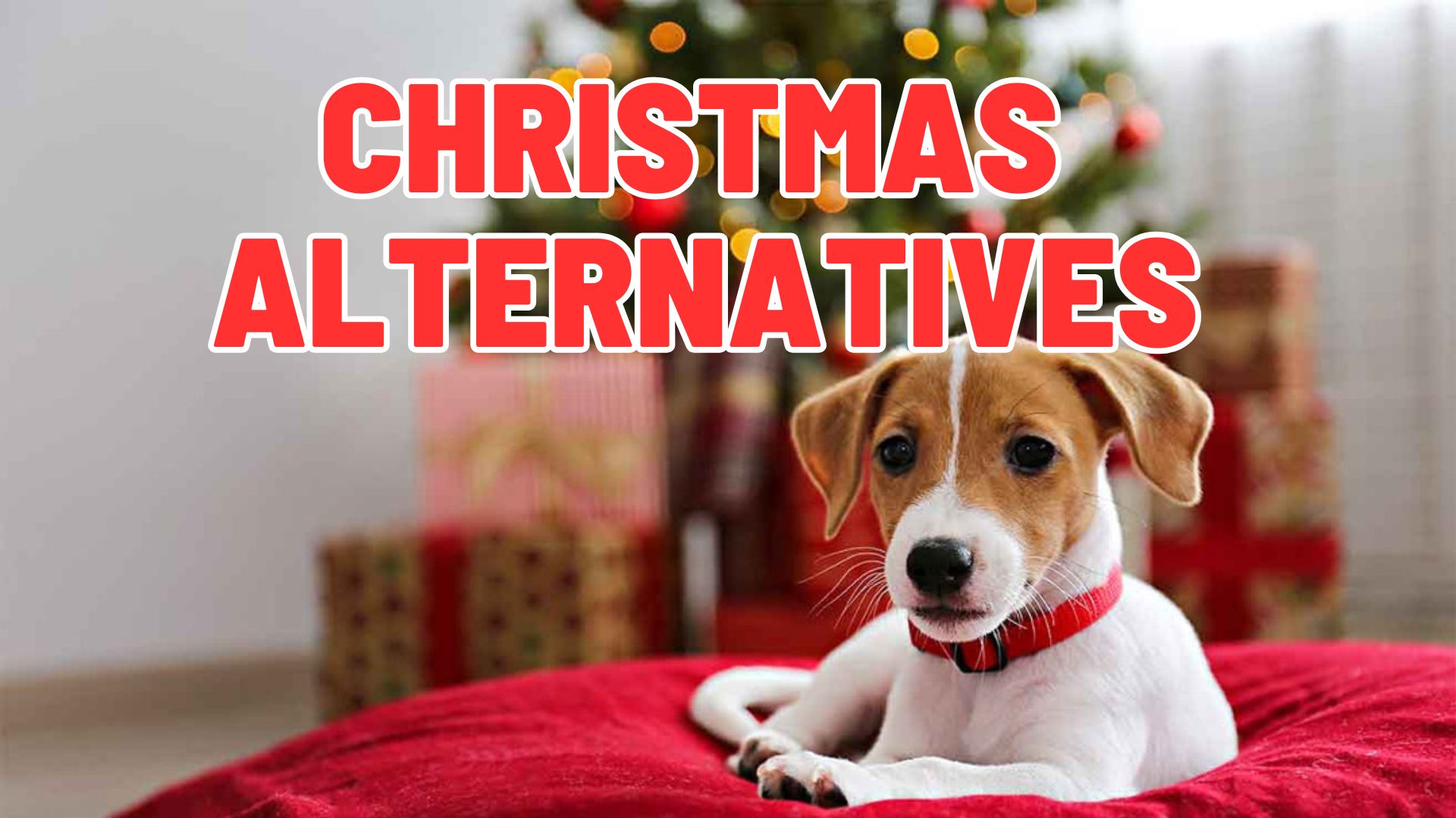A Better Plan: What To Do Instead of Getting a Christmas Puppy