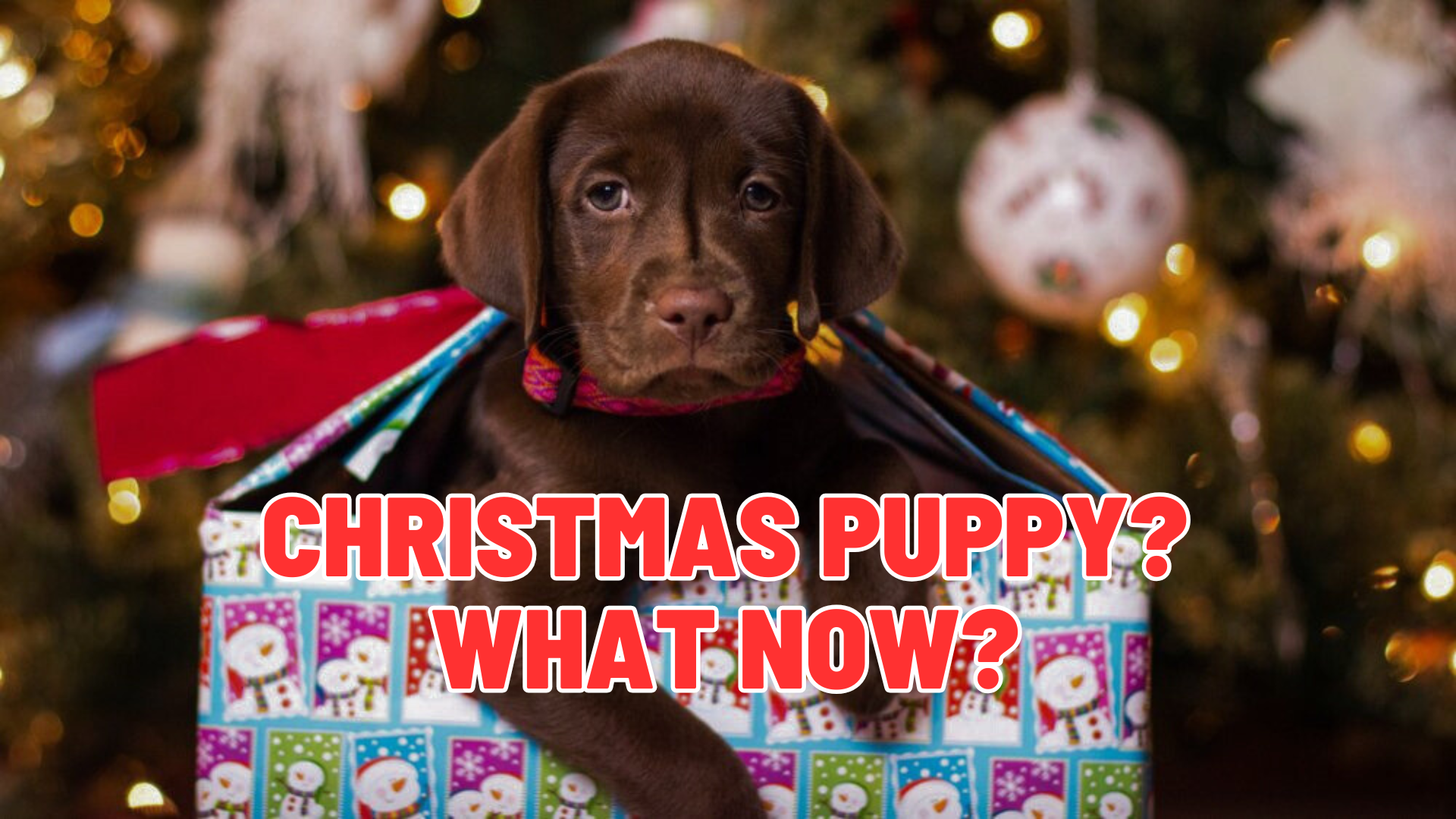 You Got a Christmas Puppy. Now What Comes Next?