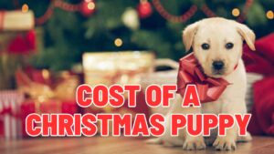 The Hidden Cost of a Christmas Puppy