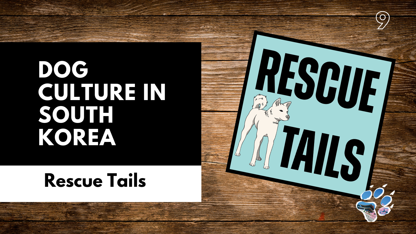 Dog Culture in South Korea: What’s Changing, What’s Not, and Why Rescue Matters