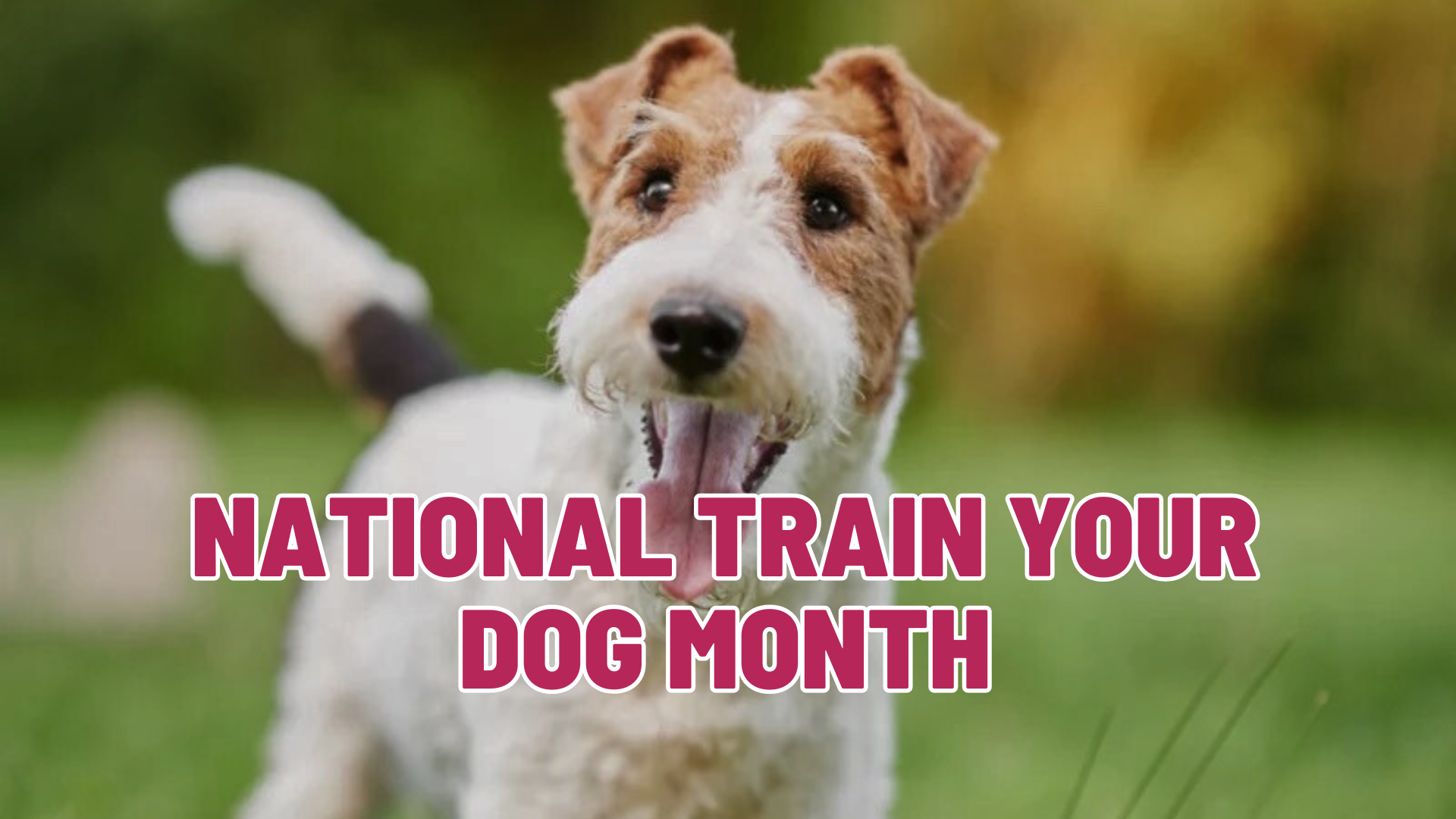National Train Your Dog Month: How Consistent Training Builds Better Behavior