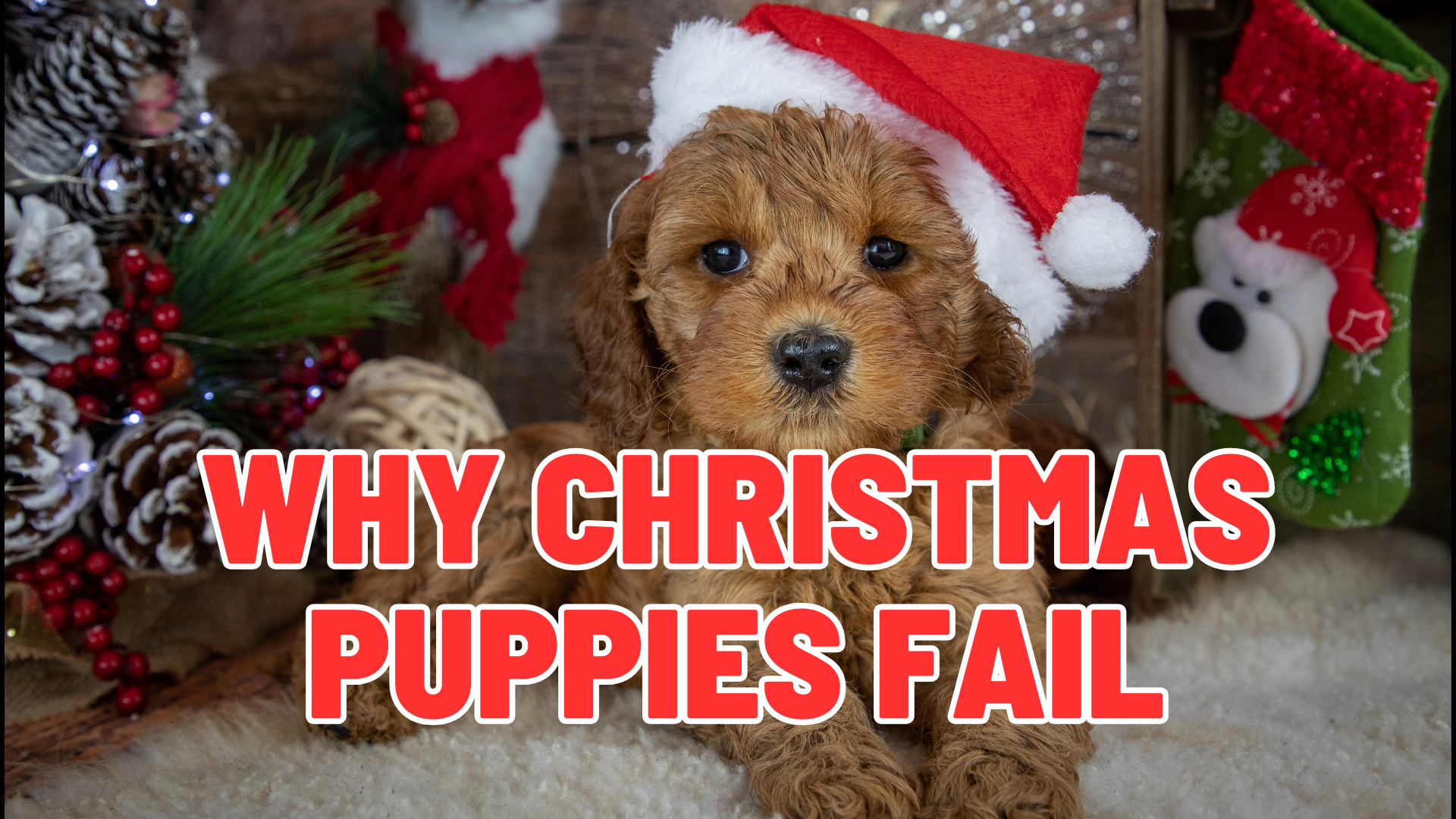 Why Christmas Puppies Fail: What Families Should Know Before Bringing One Home