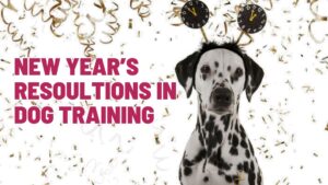 New Year’s Resolutions in Dog Training: 4 Commitments That Build Better Dogs