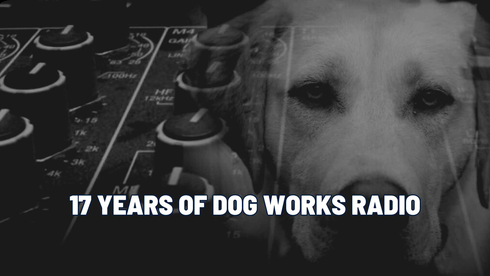 17 Years In: What Staying Power Really Looks Like | Dog Works Radio