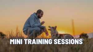 Mini Training Sessions, Major Results: How Short Sessions Build Better Dogs