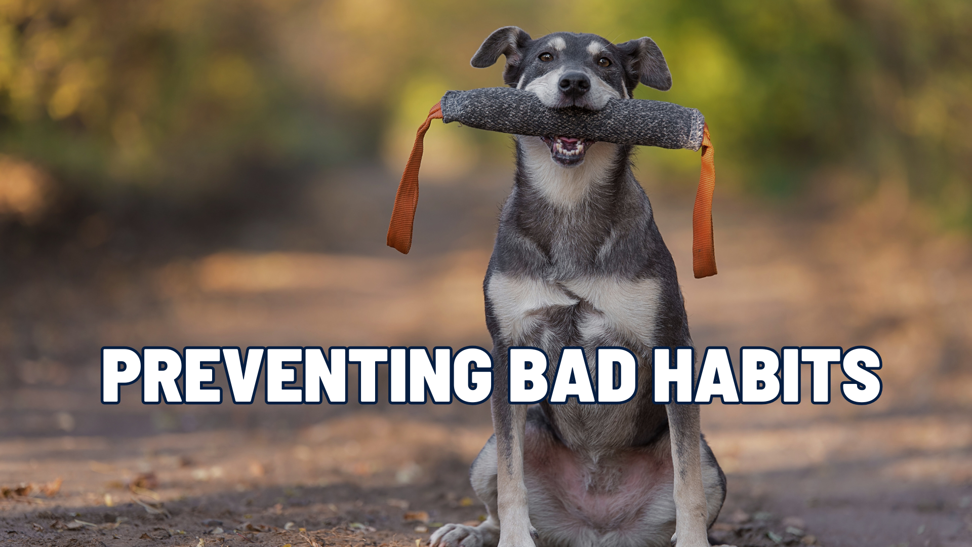 Preventing Bad Habits in Dogs: A Management Approach