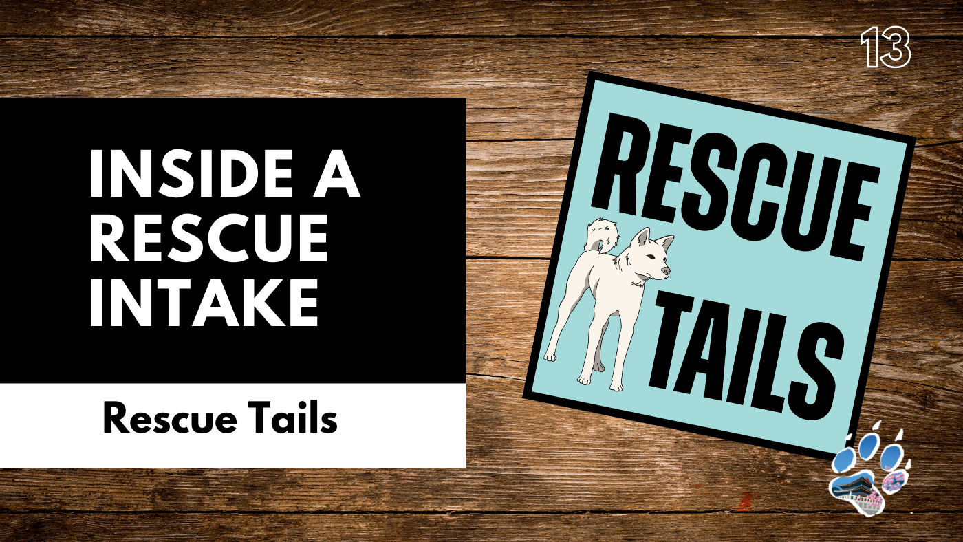 Inside Dog Rescue Intake: Health, Safety, and Decision Making