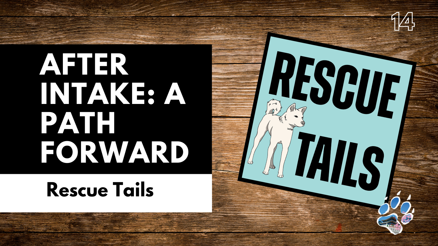 After Intake: How Rescues Decide a Dog’s Path Forward