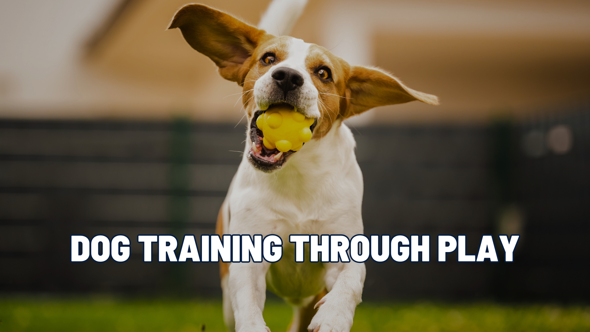 Engagement Over Obedience: Transforming Dog Training Through Play