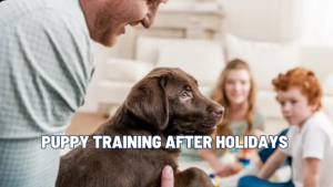 Two Months After Getting a Christmas Puppy: What You Should Be Training Now