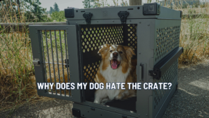 Why Does My Dog Hate the Crate?