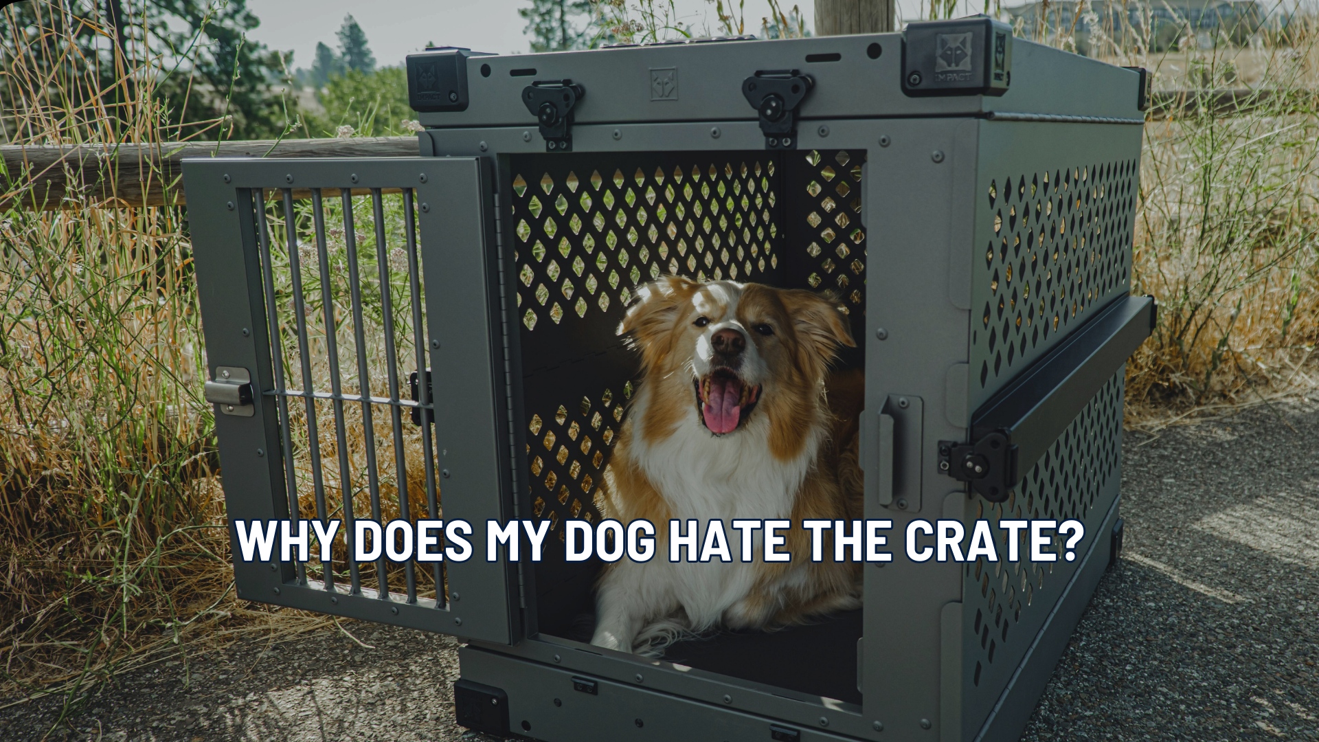 Why Does My Dog Hate the Crate?