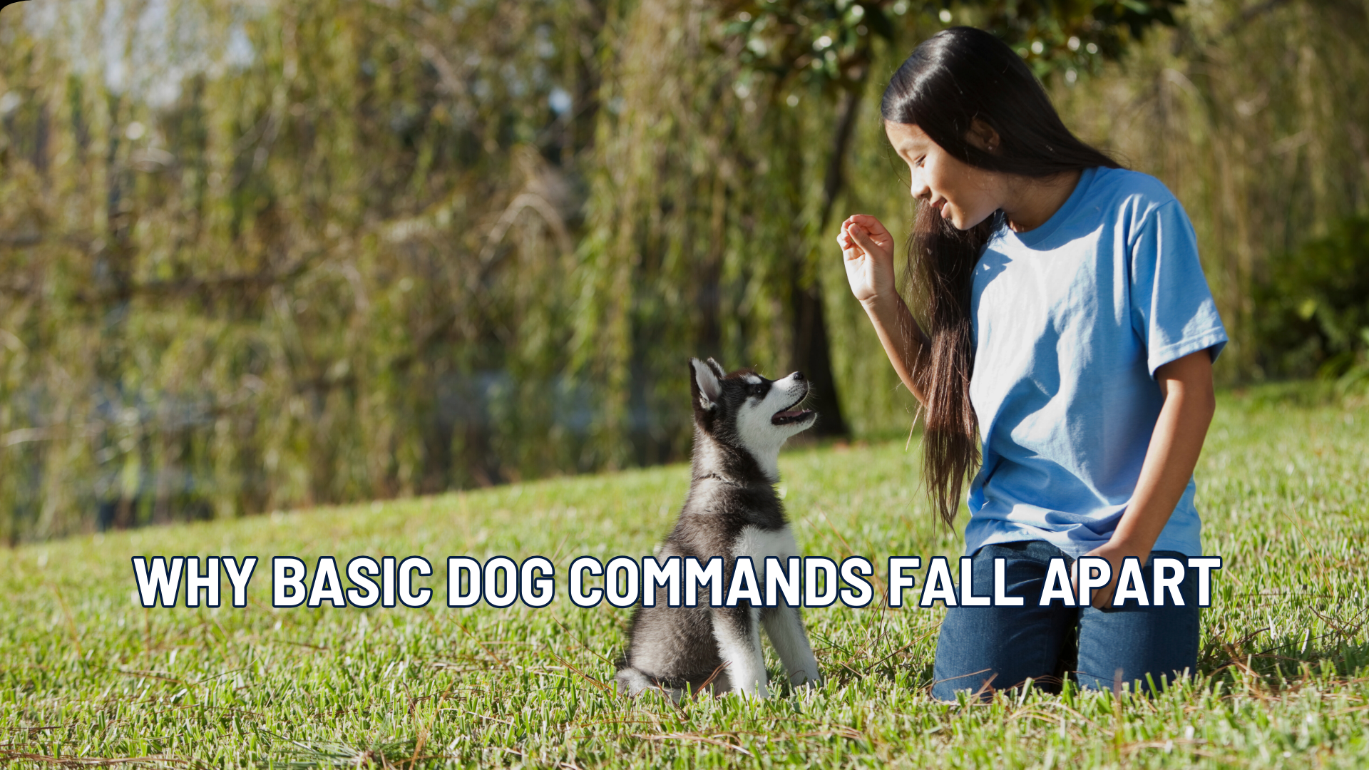 Sit, Stay, Down & Drop It: The Core Dog Commands That Actually Matter