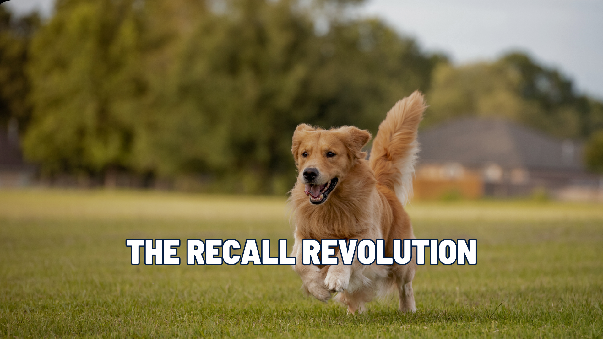 The Recall Revolution: 7 Rules for a Solid “Come”