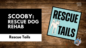 How to Rescue and Transport a Dog from South Korea to the U.S.