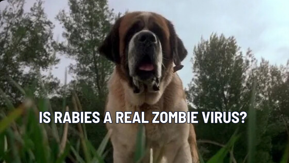 Zombie Dogs: What Every Owner Needs to Know About Rabies, Fear, and the Myths That Won’t Die