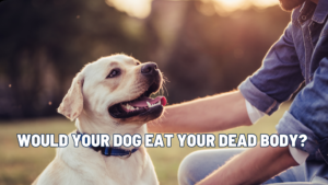 Would Your Dog Eat You? A Realistic Look at Loyalty and Survival
