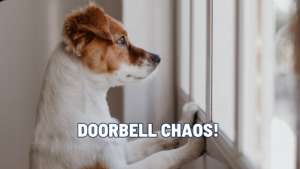 Stop Doorbell Barking: Training Your Dog to Stay Calm When Guests Arrive