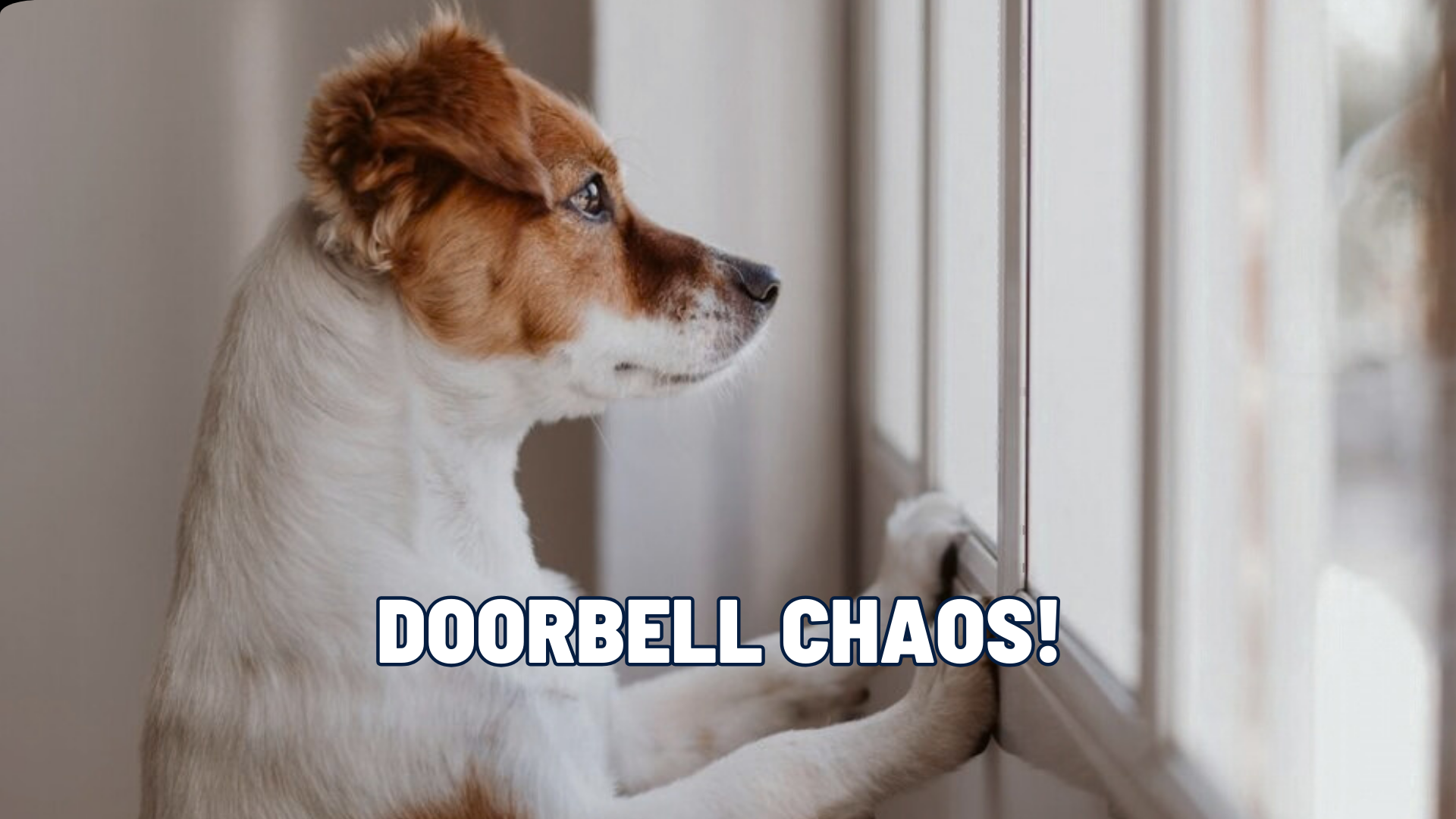 Stop Doorbell Barking: Training Your Dog to Stay Calm When Guests Arrive