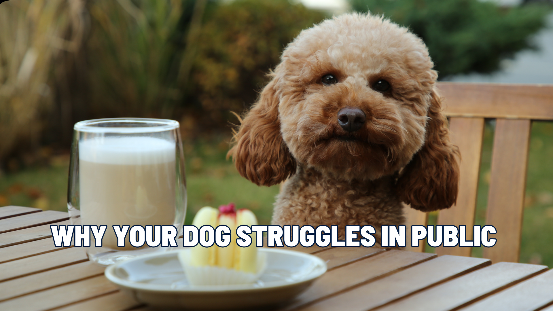 The Calm Café Dog: How to Teach Your Dog to Settle Anywhere