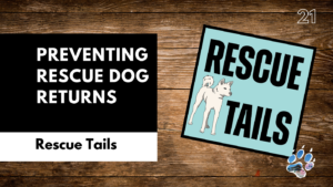 The Honeymoon Phase With Rescue Dogs: Why Behavior Changes After Adoption