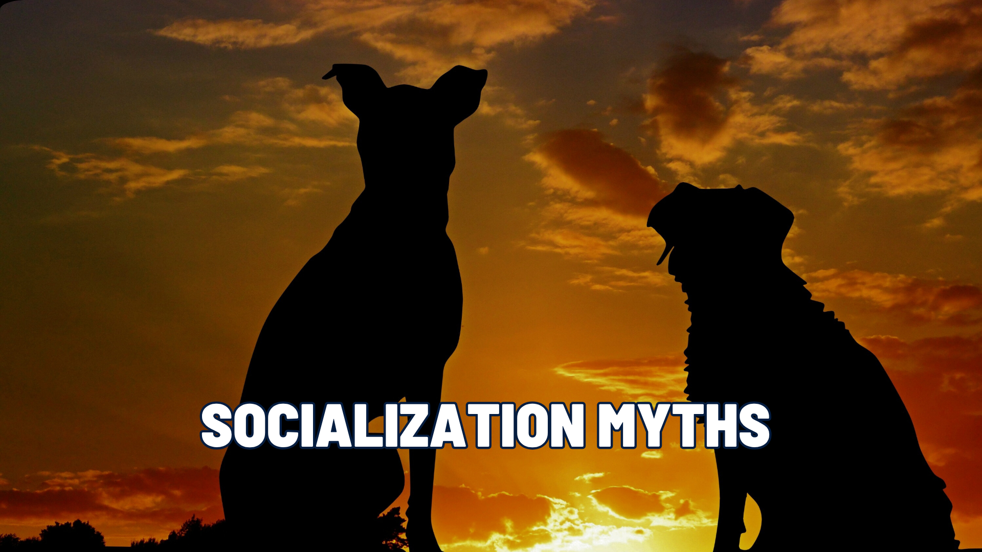 Rethinking Dog Socialization: Why Your Dog Doesn’t Need More Friends