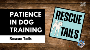 Why Rescue Dogs Test You (And How to Succeed Anyway)
