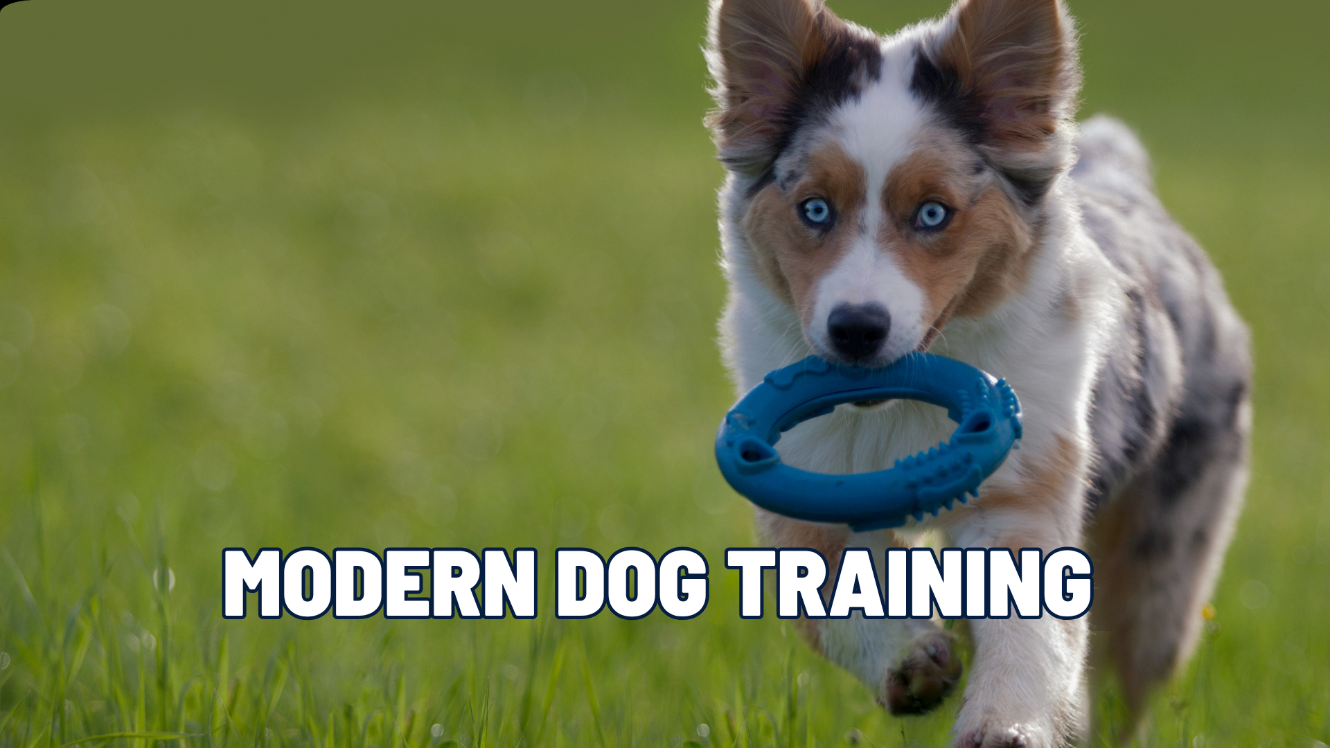Outdated Dog Training Myths That Sabotage Your Results