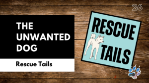 The Dogs Nobody Wants: Why Seniors, Black Dogs, and “Imperfect” Dogs Wait the Longest