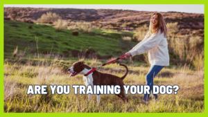 Are You Training Your Dog or Just Managing Chaos? The Truth About Everyday Dog Behavior