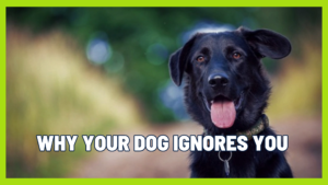 Your Dog Doesn’t Respect You… Or Do They? The Truth About Dog Training and Behavior