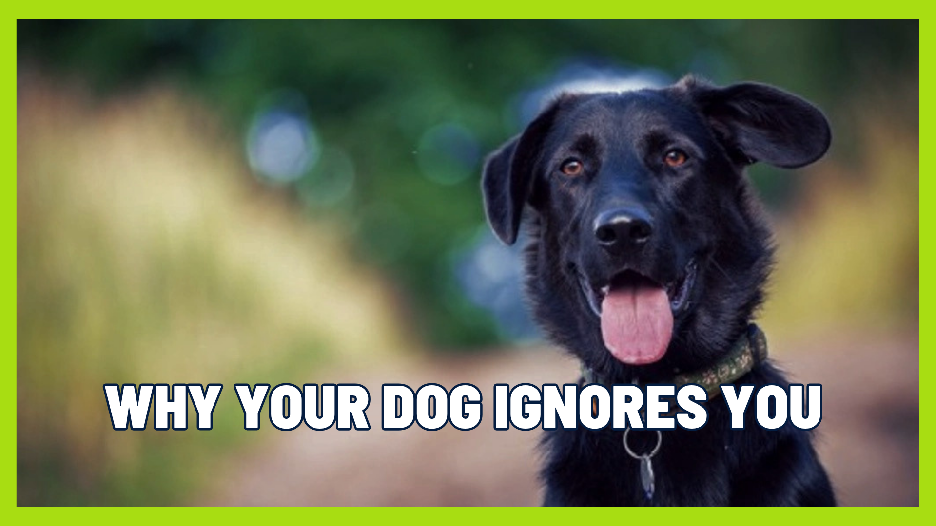 Your Dog Doesn’t Respect You… Or Do They? The Truth About Dog Training and Behavior