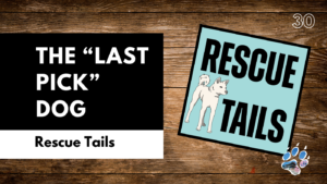 The Dog You Almost Didn’t Choose | Why Some Rescue Dogs Get Overlooked