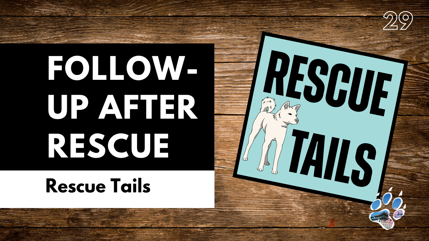 Why Rescue Dogs Get Returned: Follow-Up, Training, and Setting Realistic Expectations