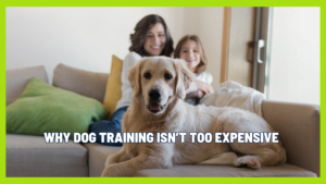 Why Dog Training Isn’t Expensive (Compared to Chaos)