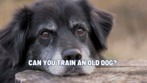 Can You Teach an Old Dog New Tricks? Senior Dog Training Myths Explained