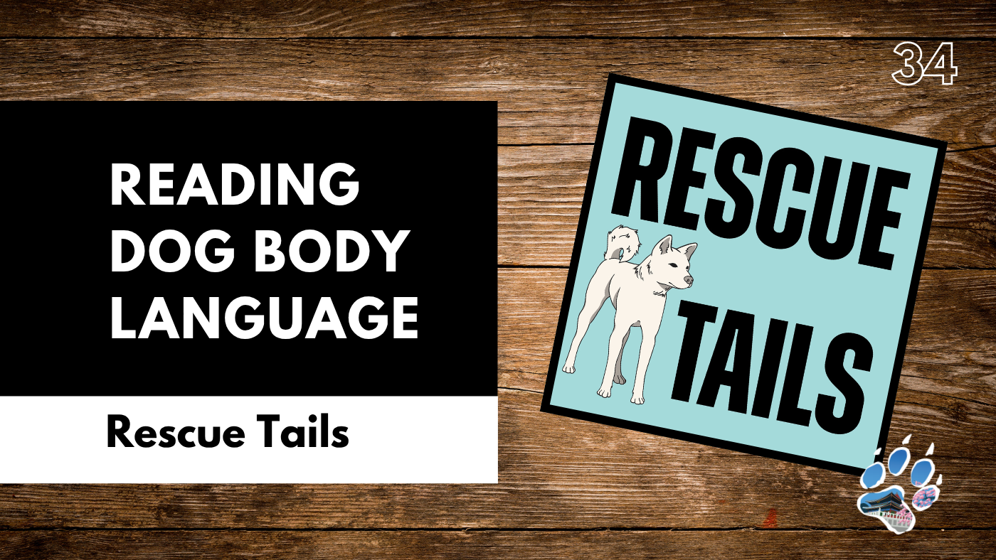 Reading the Dog in Front of You: Understanding Body Language, Rescue Behavior, and Better Adoptions